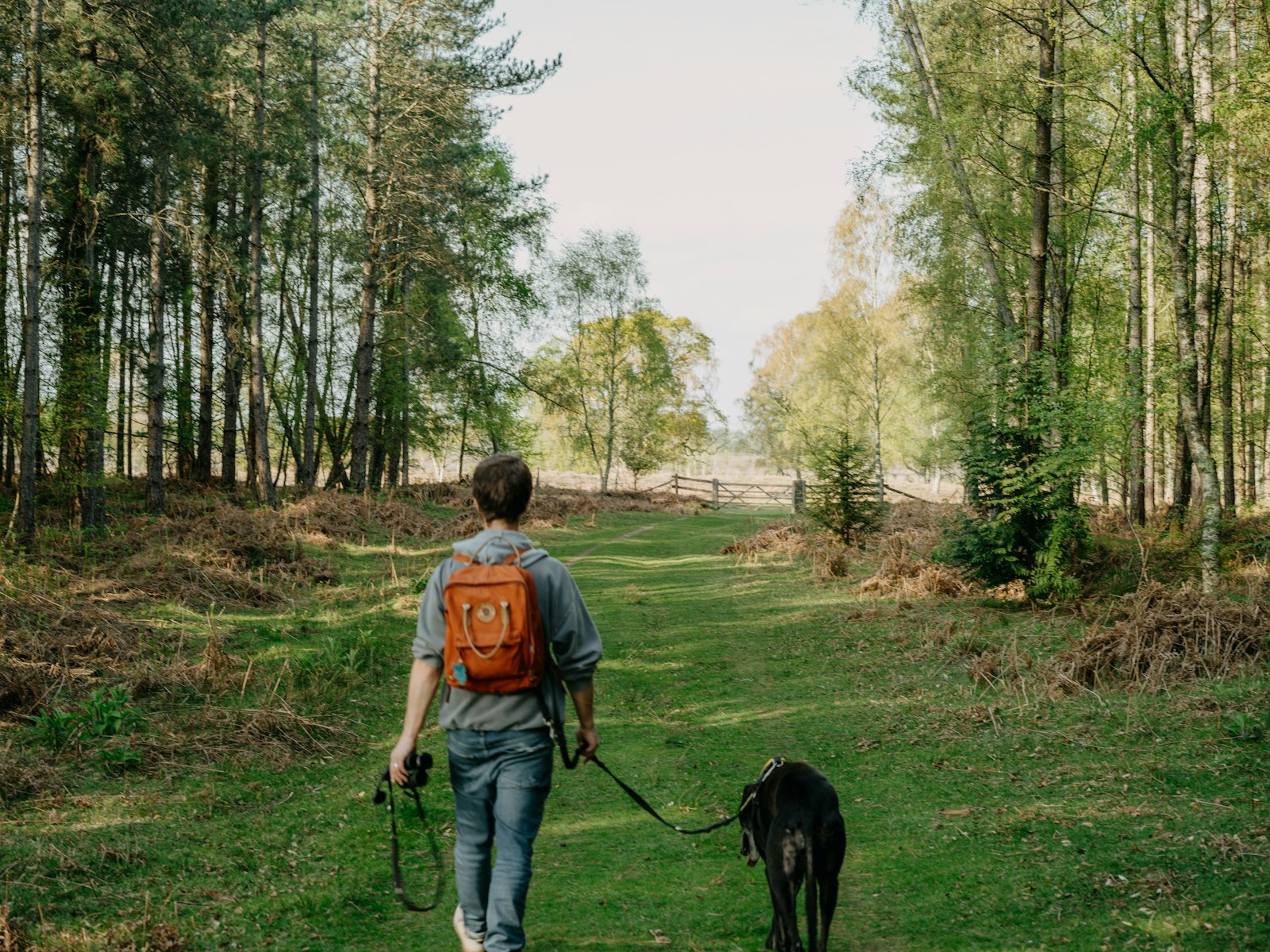 Ein Mann geht mit seinem Hund an der Leine durch den Wald