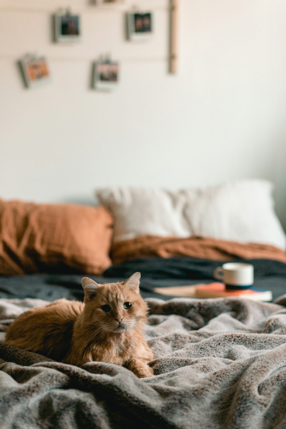Eine Katze liegt auf einem Bett