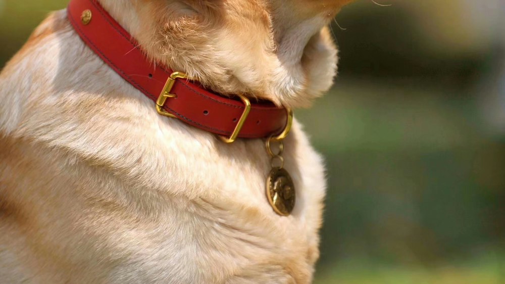 Ein Hund mit rotem Halsband und Marke