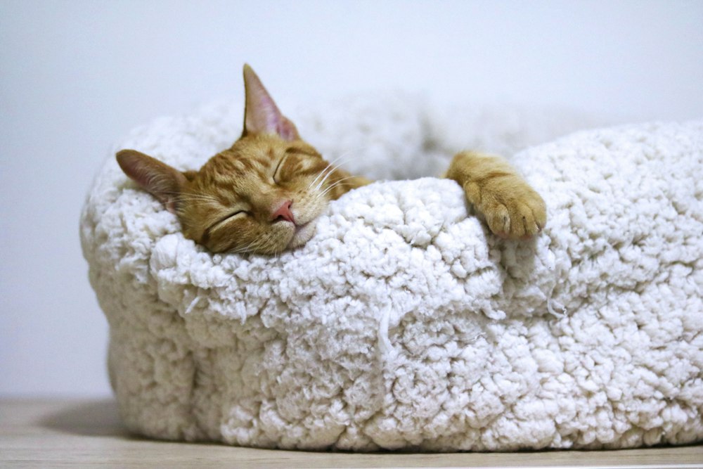 Eine orange getigerte Katze schläft auf einem weißen Bett