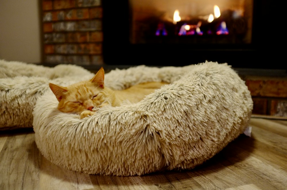 Eine Katze liegt gemütlich in einem Katzenbett